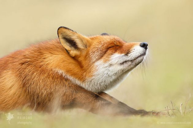Вдумлива лисиця: як лисиці можуть дати нам кілька цінних уроків