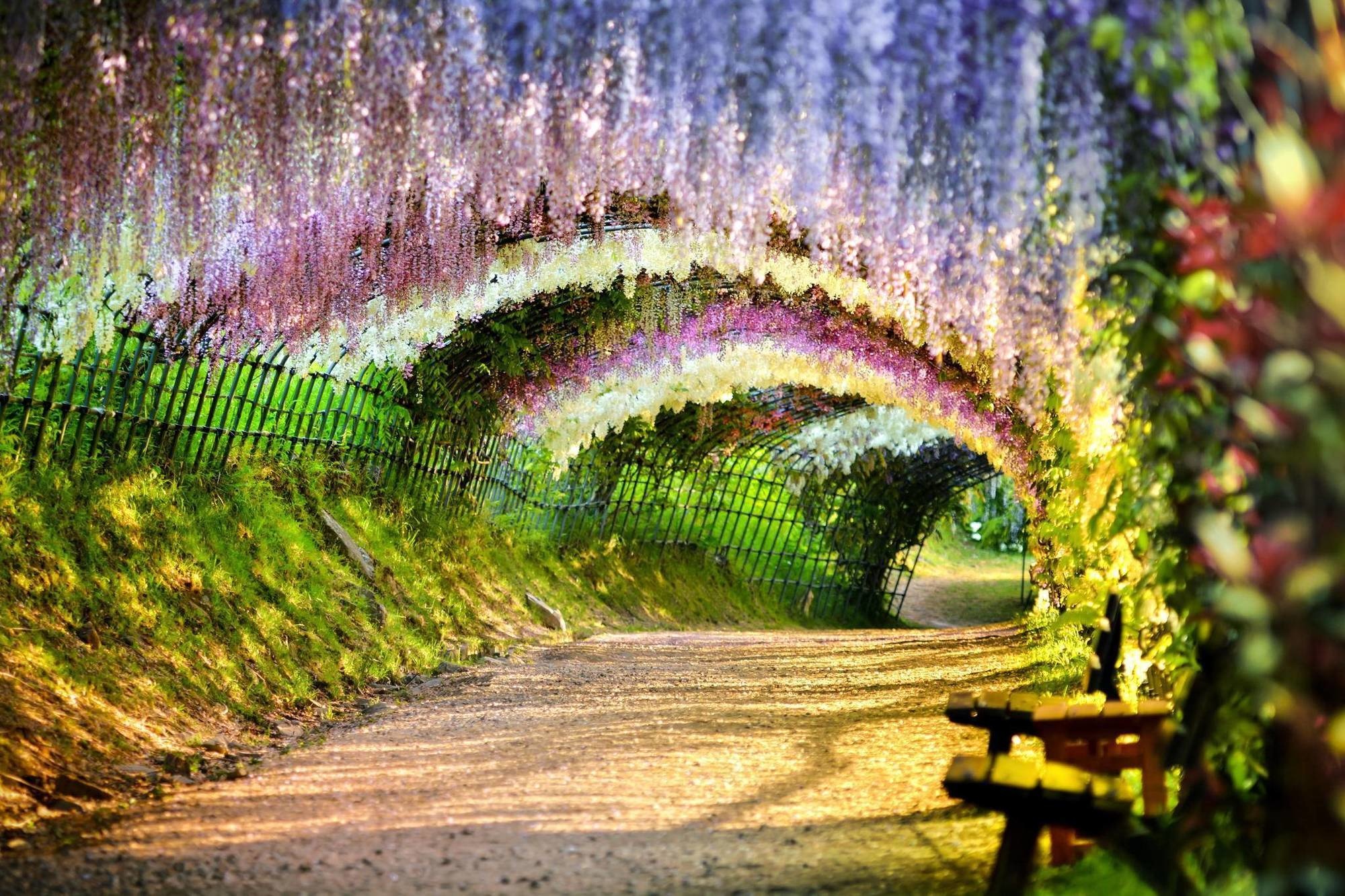 Прекрасно. Тоннель глициний, сад Кавати Фудзи, Япония. Кавати Фудзи сад сказочных цветов. Тоннель глициний в Японии. Тоннель Вистерия Япония.
