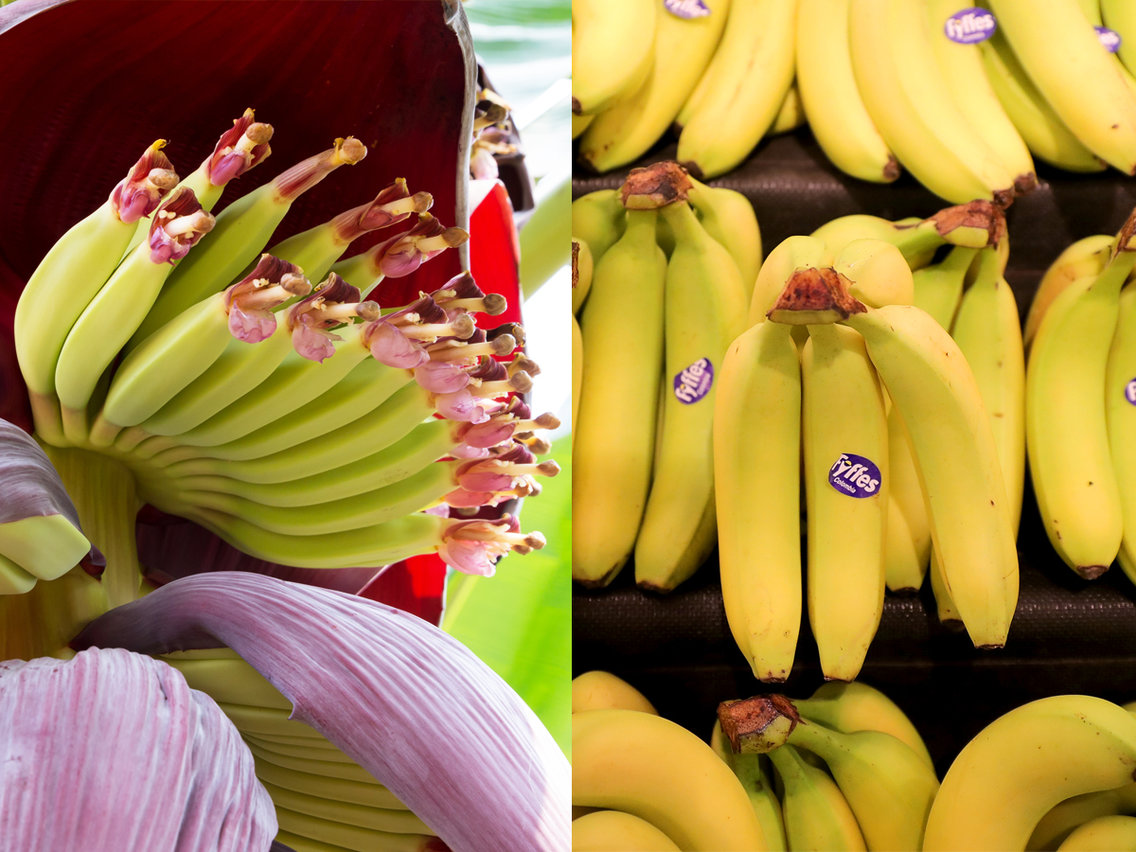 Любимый фрукт банан