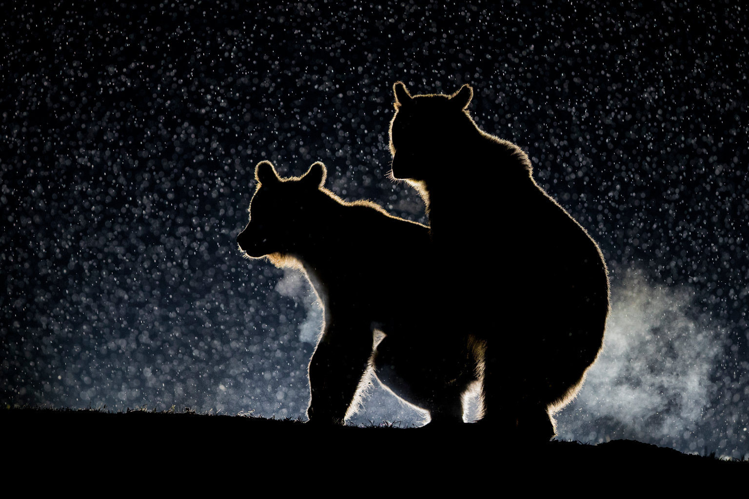 Ночной медведь