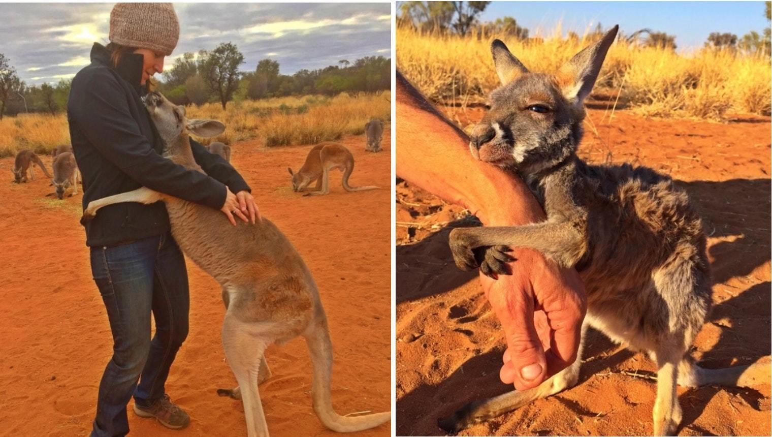 Кто спас зверей от страшного. Кенгуру и человек. Австралия животные и люди. Спасение животных в Австралии. Австралийцы с кенгуру.