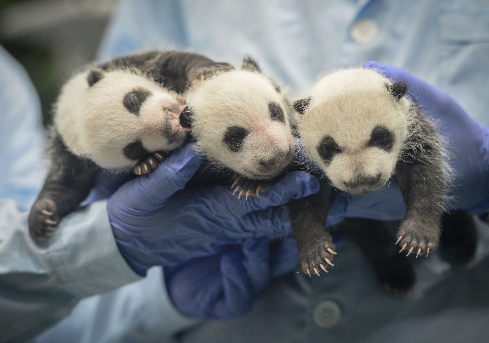 Панда сколько детенышей. Большая Панда с детенышем. Детёныш панды новорожденный. Новорожденный Медвежонок панды. Рождение панды.
