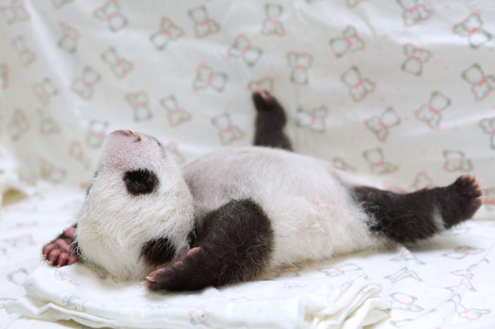 Панда лежит на спине