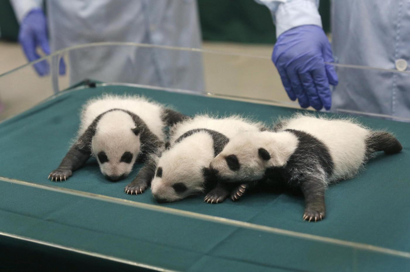 Родившийся детеныш панды. Панда с детёнышем. Рождение панды. Новорожденные панды. Малыш панды новорожденный.