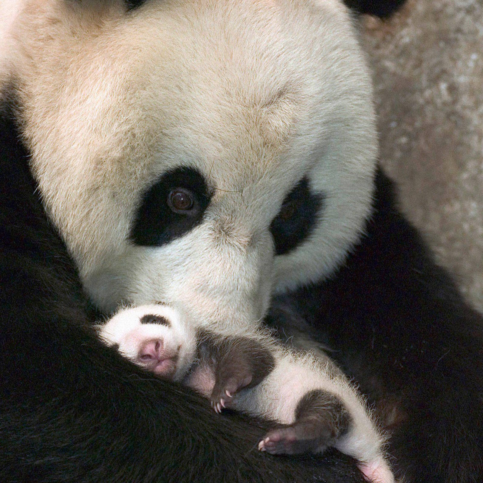 Панда на узбекском языке. Большая Панда с детенышем. Giant Panda (Ailuropoda melanoleuca). Панда с детенышем фото. Медведь Панда.