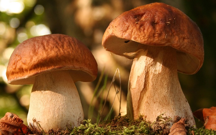 в лес за грибами
