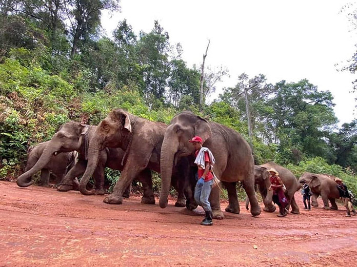 тайские слоны