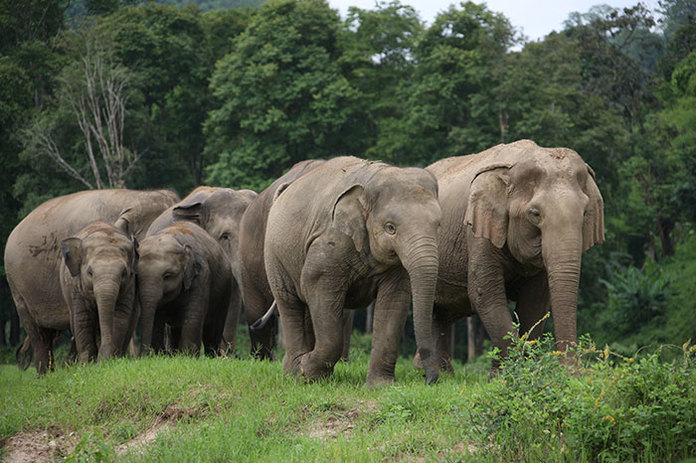 тайские слоны