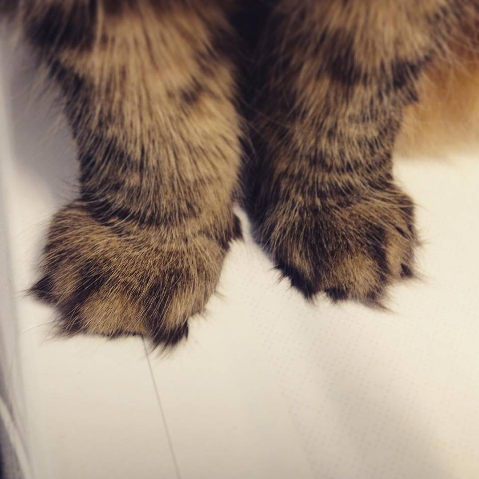 Мохнатенькие лапки. Лапки кошки. Кошачья лапа. Ноги кота. Пушистые лапы.