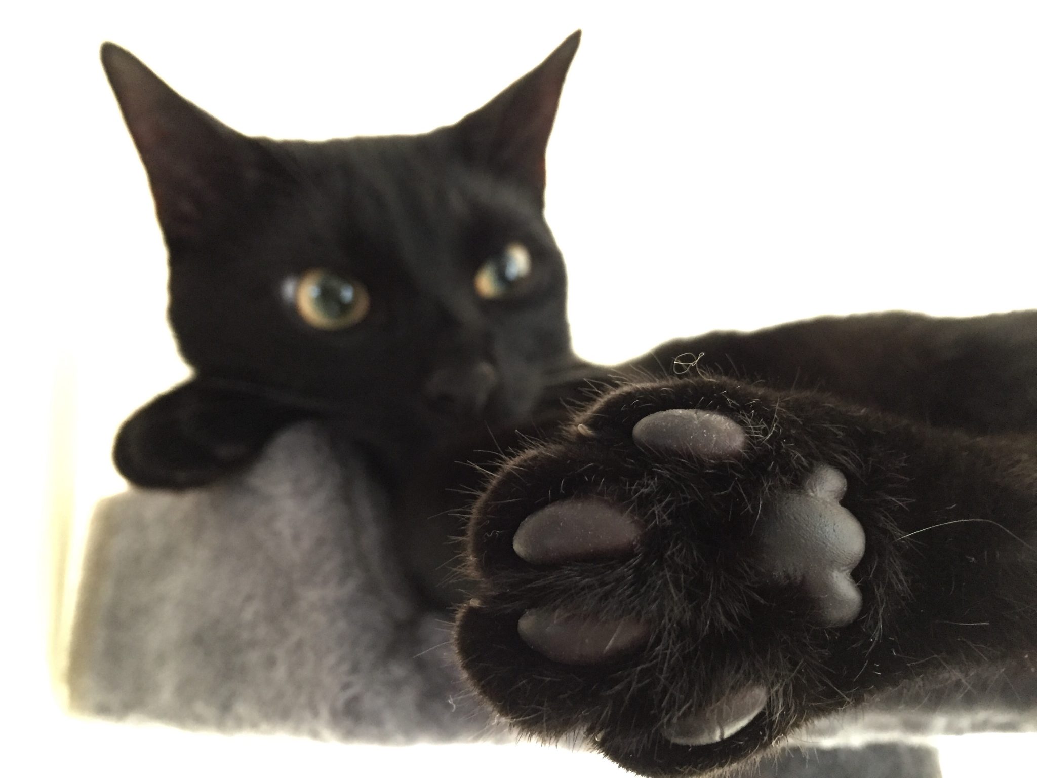 Кошачьи подушечки на лапах черные