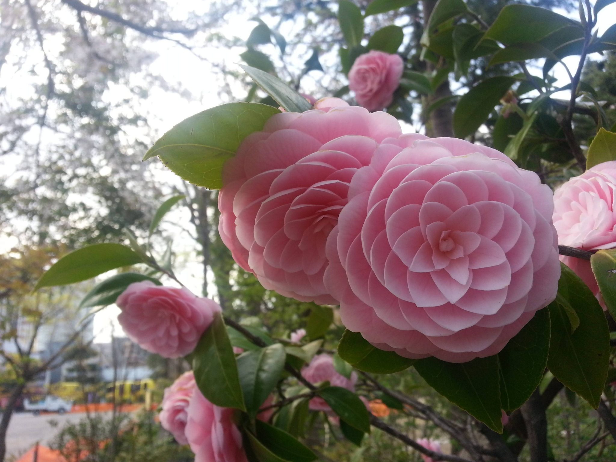 Камелия японская Camellia japonica